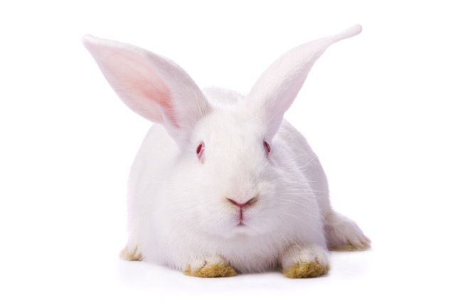 Looking for Purebred New Zealand Rabbits! in Small Animals for Rehoming in Sault Ste. Marie