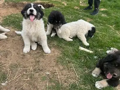 LGD Puppies, View more