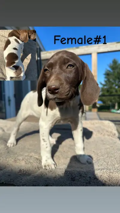 German Shorthaired Pointer Puppies, View more