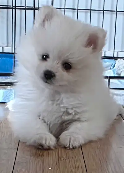 pomeranian puppy kelowna, View more