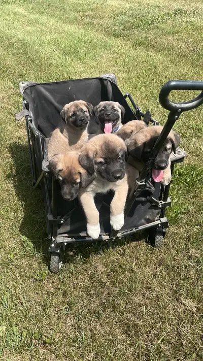 Kangal / Anatolian Shepherd Puppies, View more