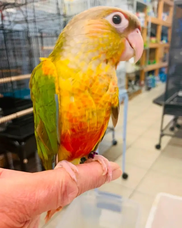 baby friendly handfed pinapple conure for sale at TT pets in Birds for Rehoming in Mississauga / Peel Region - Image 4