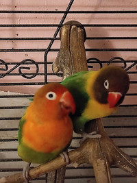 Love birds 