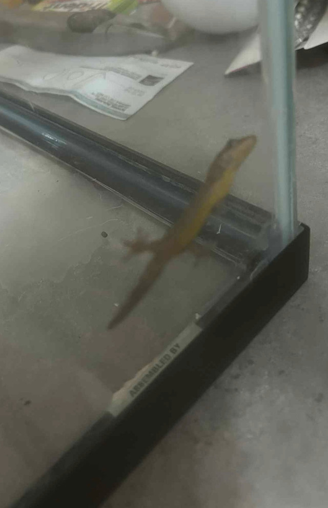 Mourning Geckos ( 2 for them) in Reptiles & Amphibians for Rehoming in Oshawa / Durham Region - Image 3