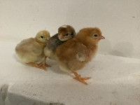 Unsexed Baby Chickens Hatched Feb 17 & 18 For Sale