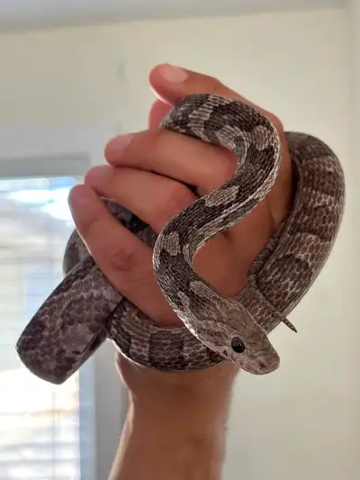 Beautiful Charcoal Corn Snake, View more