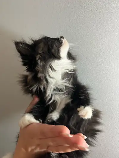  Fluffy Siberian kittens! , View more