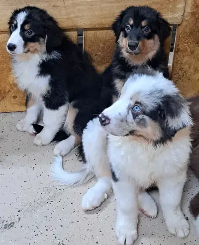 Chiots bergers australiens , View more