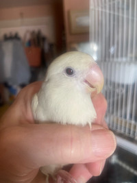 RARE ALBINO BABY LOVEBIRD 