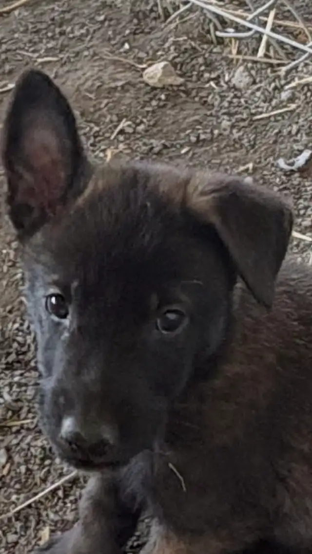 Malinois VKH Chiot Jet Black ou Charbonner in Dogs & Puppies for Rehoming in Laurentides - Image 7
