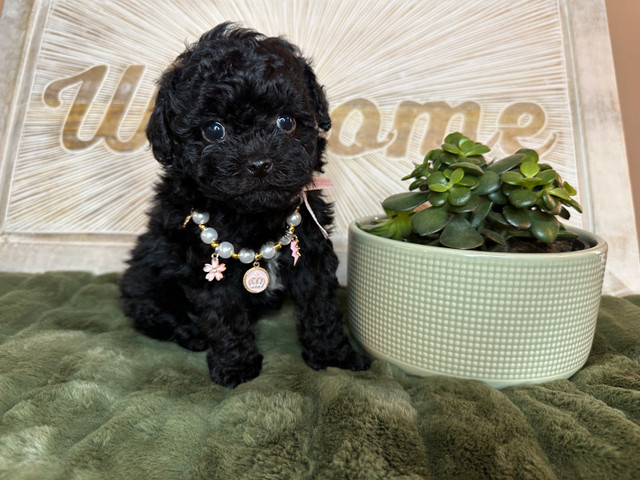 Adorable toy poodle *Maltipoo mix Puppies in Dogs & Puppies for Rehoming in Markham / York Region - Image 4