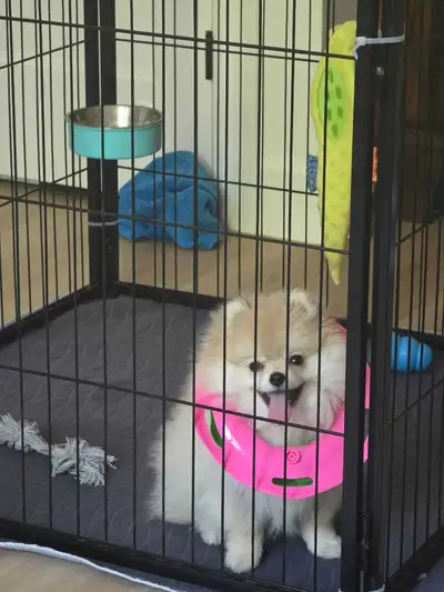 Pure bred pomeranian, View more