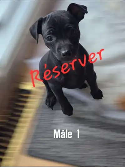 Chiots de 1 mois de couleur noir prêt a partir dans ca nouvelle famille. Elever en milieux famillial...