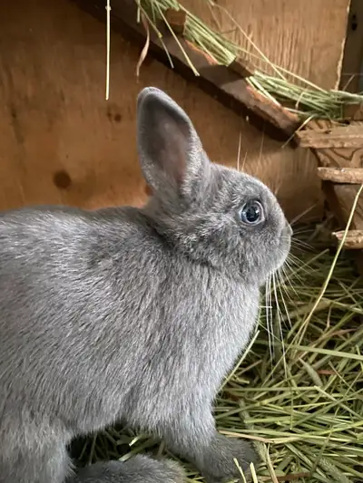 Netherland Dwarf Bunny/Gray Blue,  6yrs old, fixed,, View more