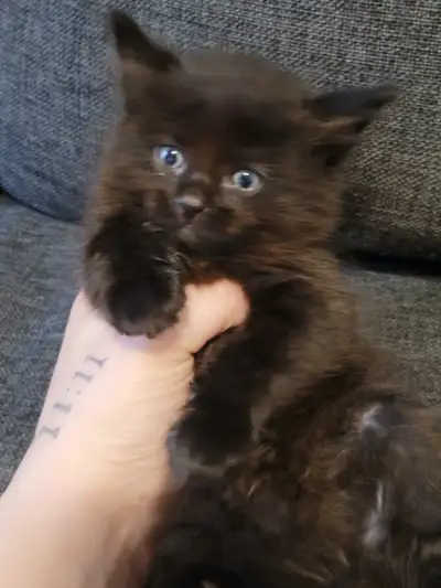Kittens Two black  available  April 10th -14th, View more