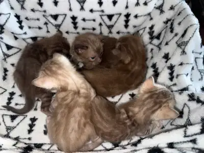 Bengal Kittens, View more