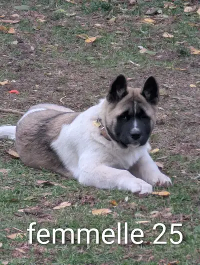 Akita Américain, View more