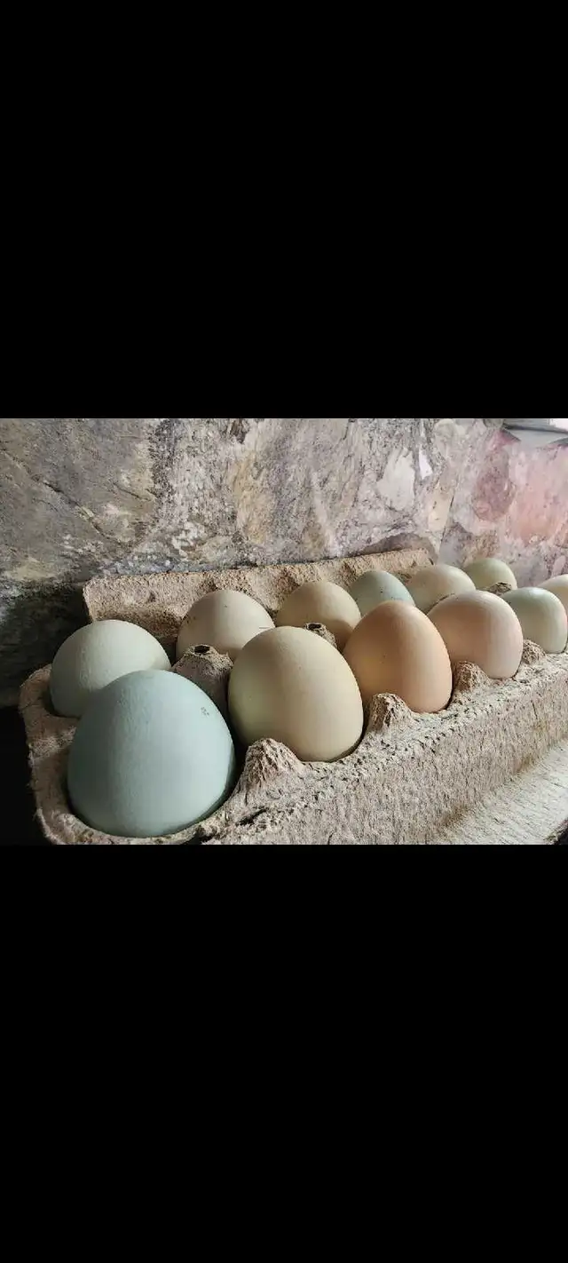fresh organic eating eggs