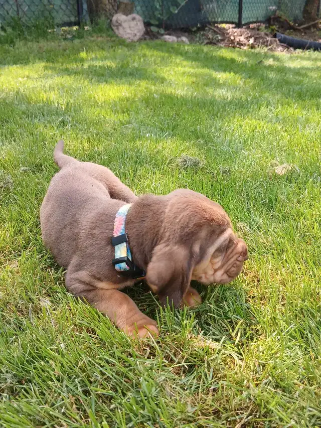 ‍Bloodhound puppies in Dogs & Puppies for Rehoming in Norfolk County - Image 5