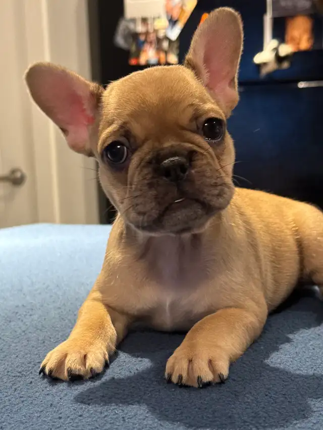 ❤️❤️❤️French Bulldog SWEETHEARTS❤️❤️❤️ in Dogs & Puppies for Rehoming in Calgary - Image 4