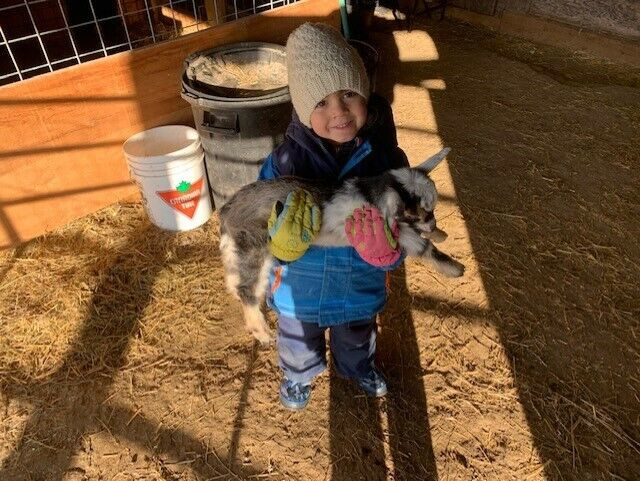 Organically Raised Nigerian Dwarf Goat (Kids) in Livestock in Barrie - Image 3