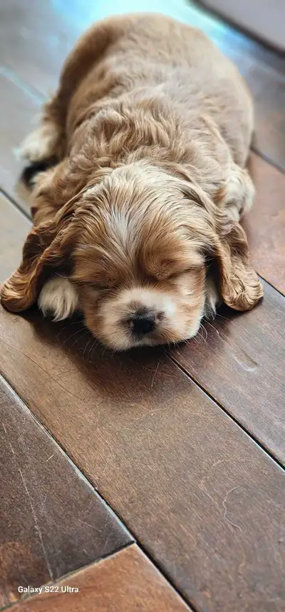 American Cocker Spaniel Puppies, View more