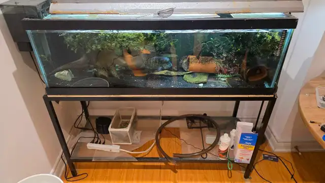 Complete Aquarium Setup – 60 Gallon Breeder + 30 gallon bonus in Accessories in Mississauga / Peel Region - Image 4