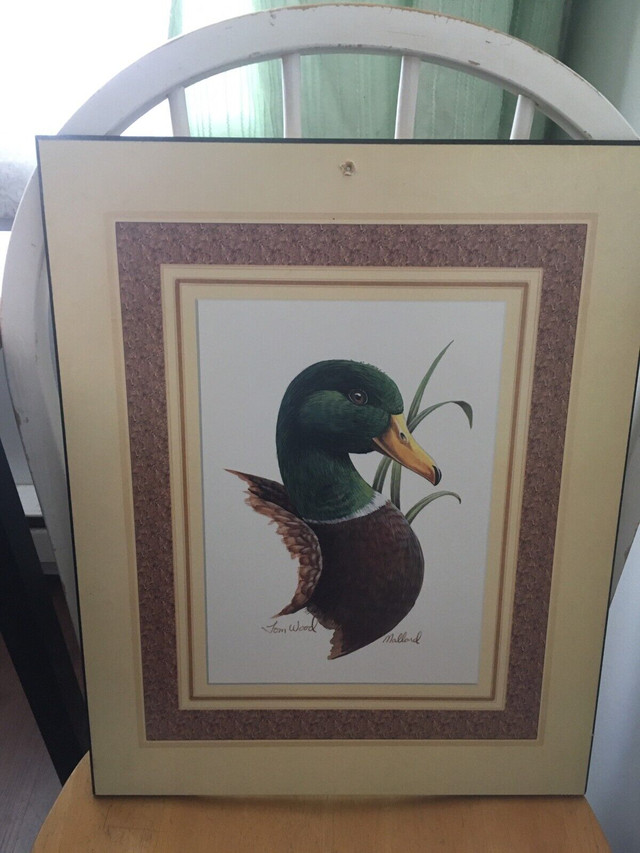 Duck pictures  in Arts & Collectibles in Cornwall