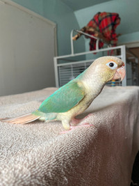 Friendly young conure