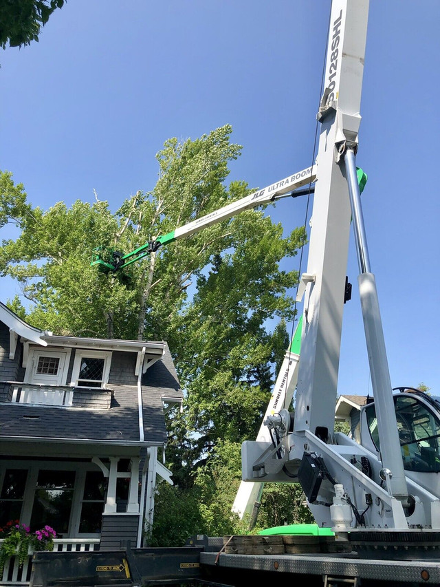  Tree removal, tree trimming, stump grinding  in Lawn, Tree Maintenance & Eavestrough in Calgary - Image 4