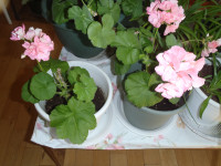 SPIDER AND GERANIUMS  PLANTS