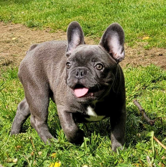 French bulldogs puppies  in Dogs & Puppies for Rehoming in Victoria