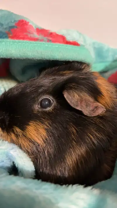 Guinea pigs come with food hay vitamins cage everything needed!, View more
