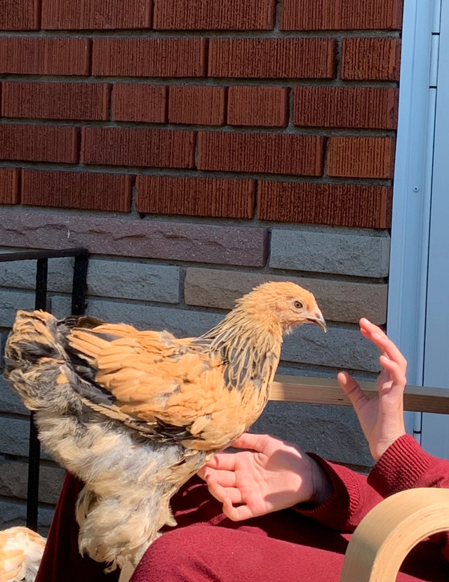 Chicken for sale in Livestock in City of Toronto