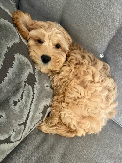 Want a Cockapoo Pup, Dreading the Trainin’? We’ve got you ! , View more