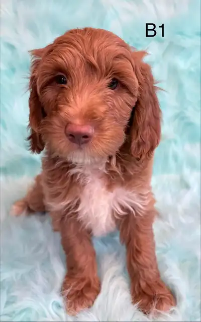 Mini Goldendoodles, View more