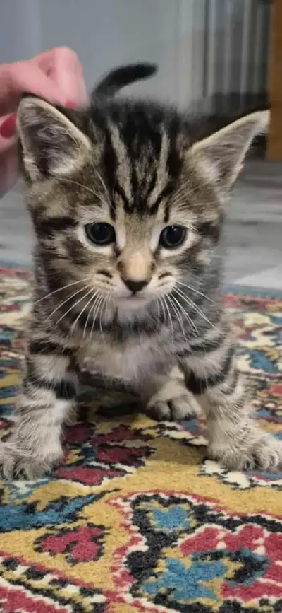 ***MaineCoon Kittens READY FOR NEW HOME !:)****, View more