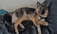 Have You Seen "Mary" A Beautiful German-Shepherd/Collie Mix??
