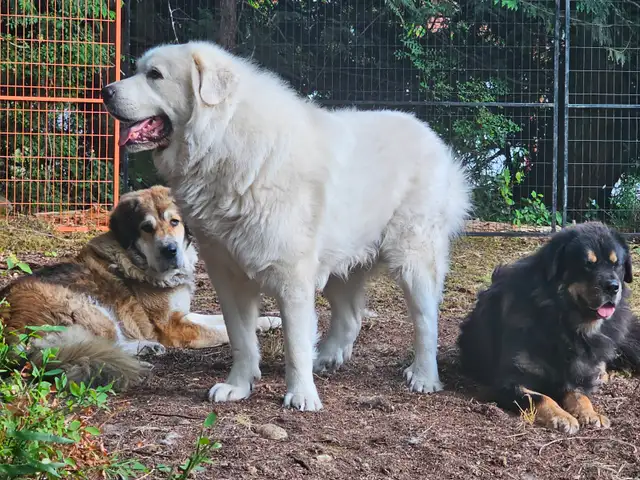 Tibetan Mastiff/Great Pyrenees Puppies in Dogs & Puppies for Rehoming in Quesnel - Image 9