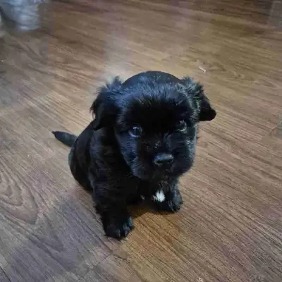 Cute male Hava-Apso looking for his furever home. Very playful pup and loves to cuddle. He's been ha...