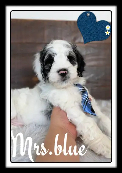 superbes chiots cockapoo f1, cocker x caniche,prêts a quitter ♥️, View more