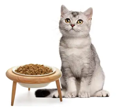 NEW-Adjustable tilted elevated ceramic pet bowl (600 ml, 20 oz)., View more
