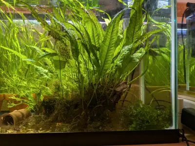Java Fern for sale, View more