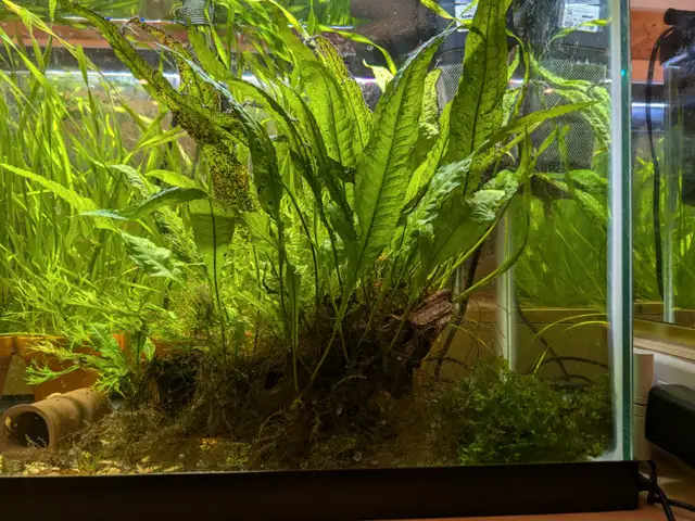 Java Fern for sale in Fish for Rehoming in Markham / York Region - Image 2
