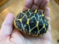 Spring special on2023  baby Indian Star Tortoises 