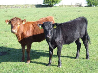 WANTED - DEXTER COWS