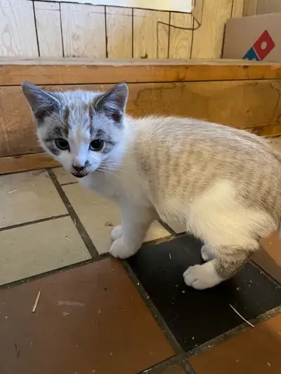 2 male kittens 4 months old, View more