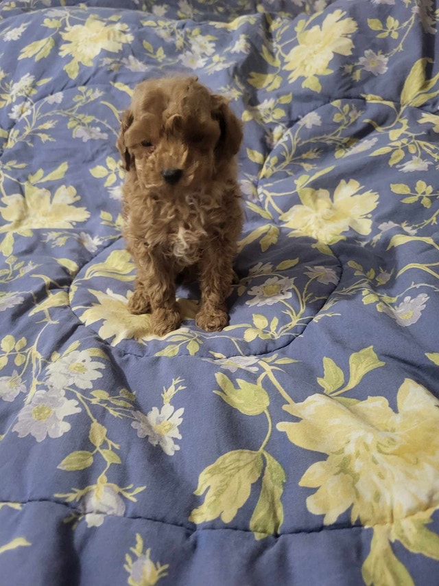 Toy poodle Dogs & Puppies for Rehoming Hope / Kent Kijiji