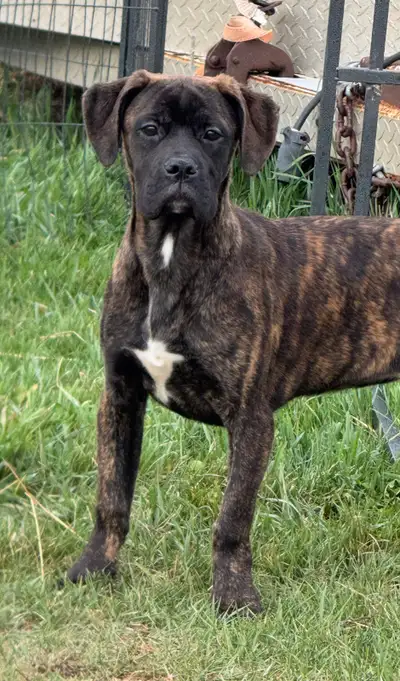 Boxer Cross Puppies This little came to me from a friend who lost her husband and asked me to find h...