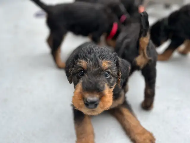 ✨CKC REGISTERED AIREDALE TERRIER PUPPIES ✨ in Dogs & Puppies for Rehoming in Markham / York Region - Image 3